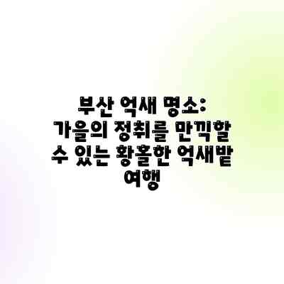 부산 억새 명소: 가을의 정취를 만끽할 수 있는 황홀한 억새밭 여행